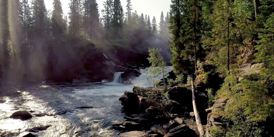 Wald mit Fluss